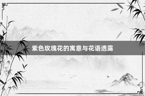 紫色玫瑰花的寓意与花语透露